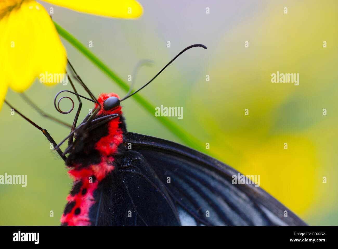 Papillon rouge et noir Banque de photographies et d’images à haute — free download