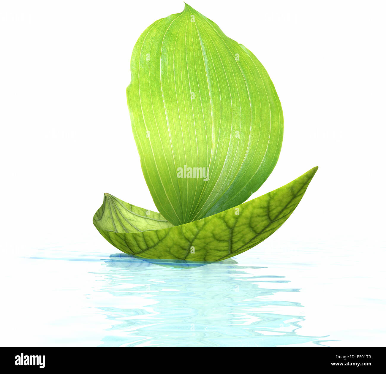 Navire a fait de feuilles vertes et de flotter sur l'eau Banque D'Images