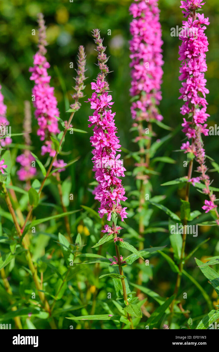 La salicaire pourpre, Lythrum salicaria, fleurs sauvages, Dumfries et Galloway, Écosse Banque D'Images