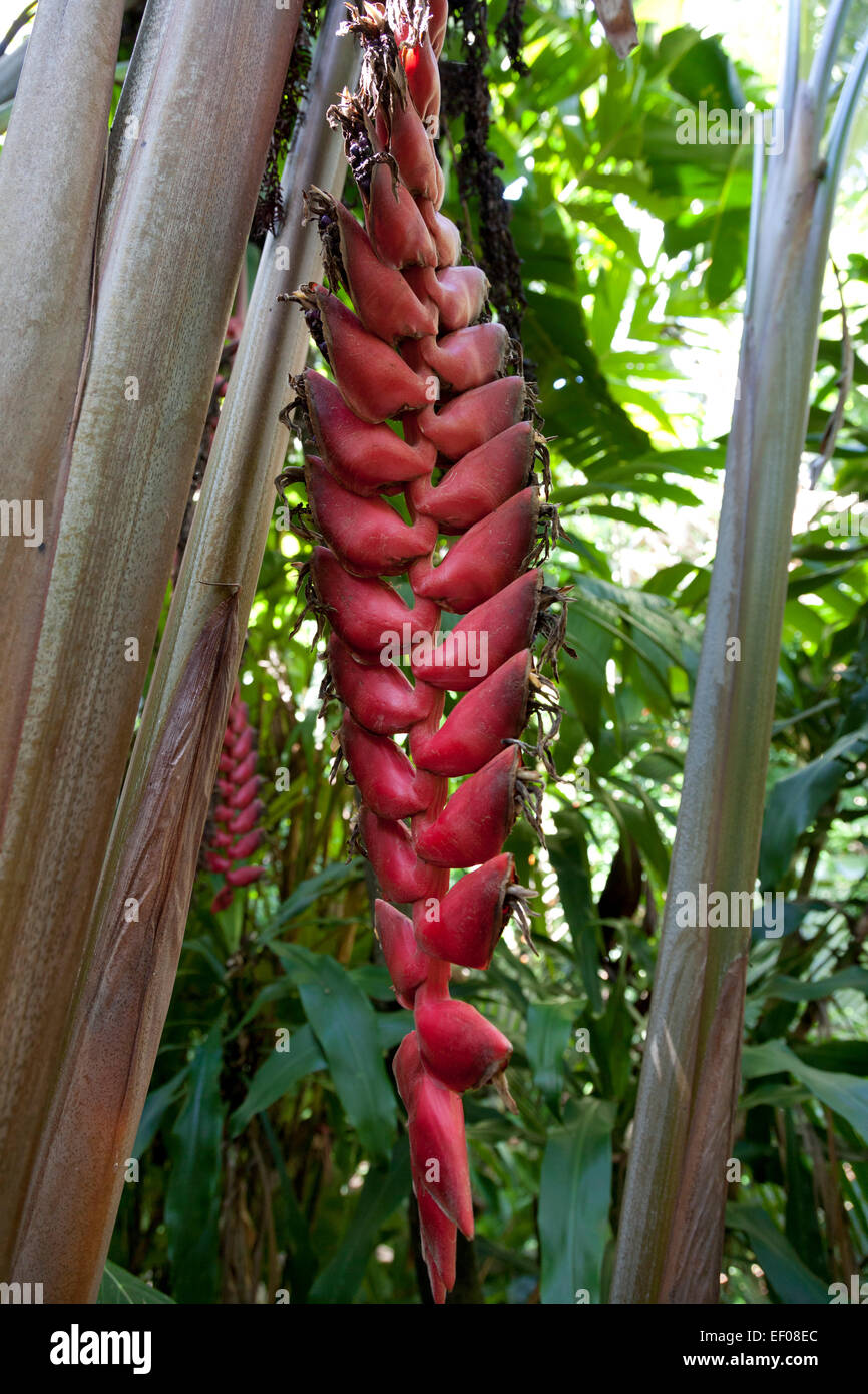 Heliconia mariae outdoors Banque D'Images