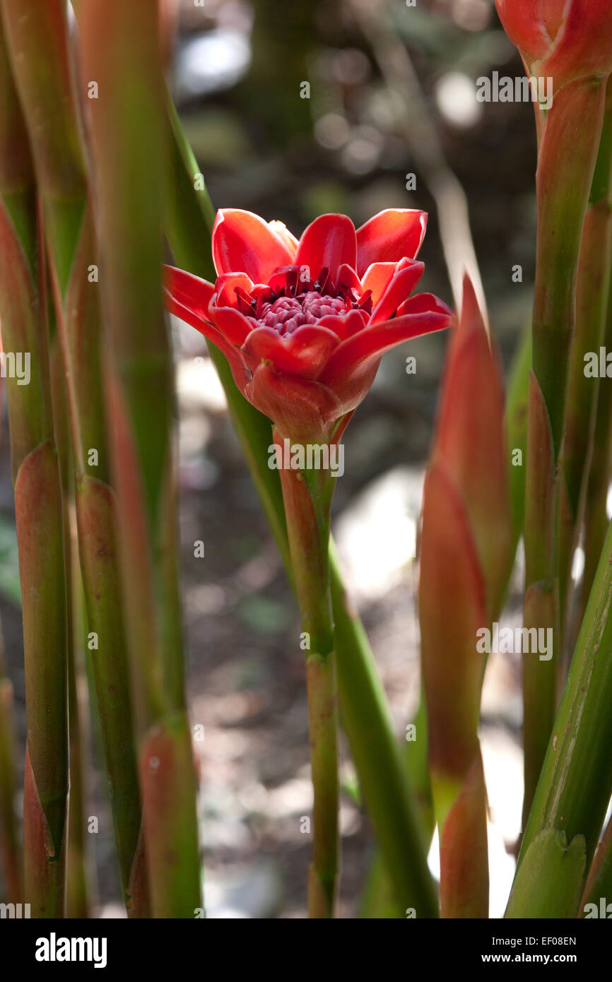 Tulipe rouge Helani Torch Ginger en plein air Banque D'Images