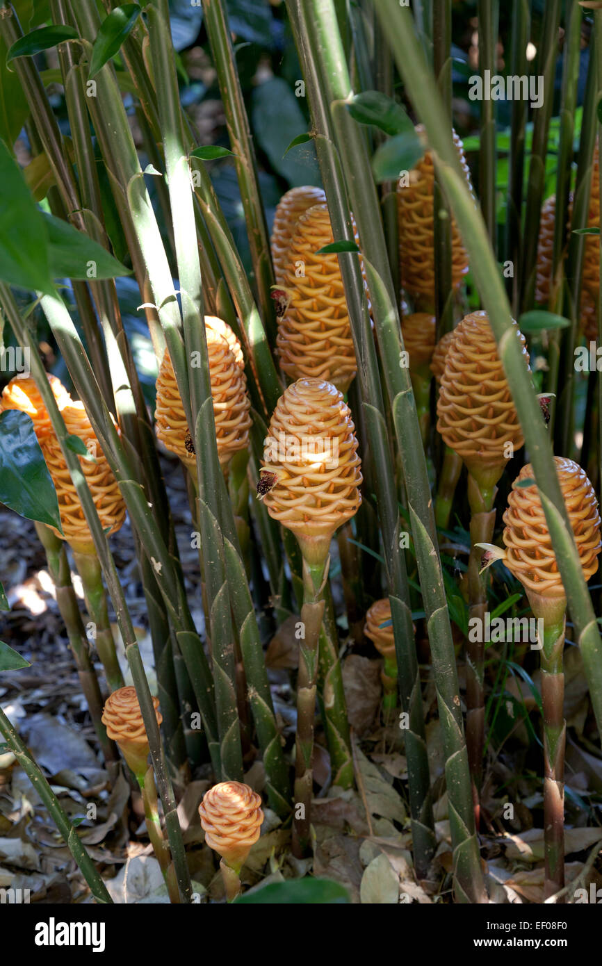 Plantes gingembre ruche en plein air Banque D'Images