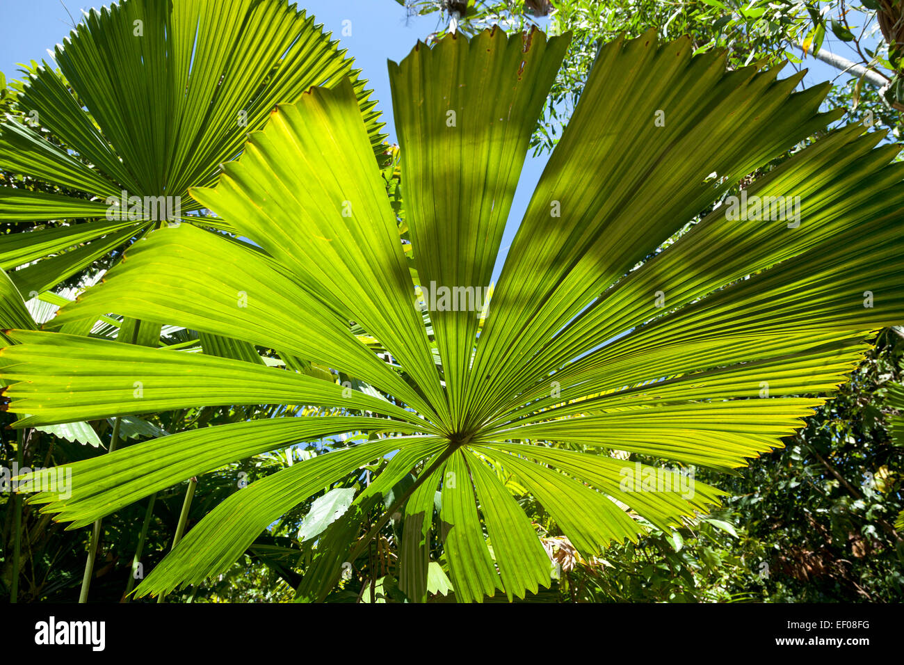 Feuilles de palmier au soleil Banque D'Images