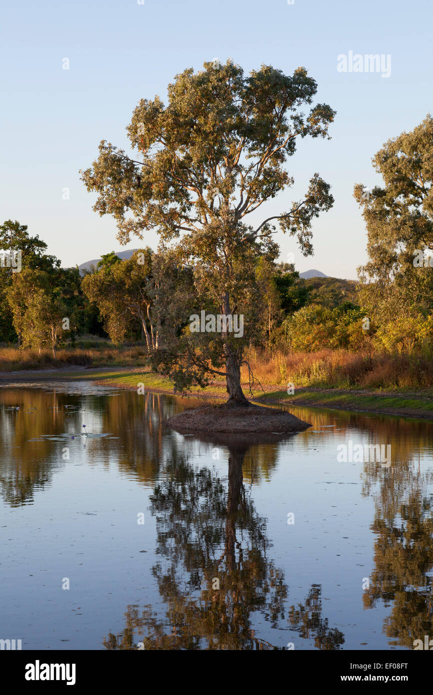 Arbre debout dans l'eau dans les zones humides, Tyto Queensland, Australie Banque D'Images