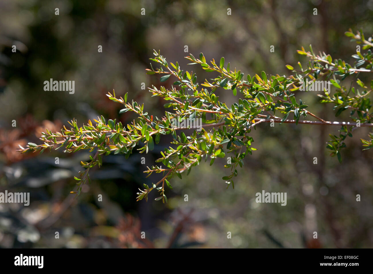 Branche d'arbre à thé jaune dans le NSW, Australie Banque D'Images