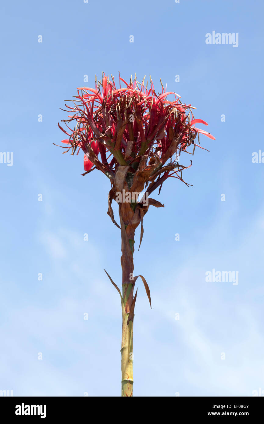 Gymea Lily flower indigène de l'Est de l'Australie Banque D'Images