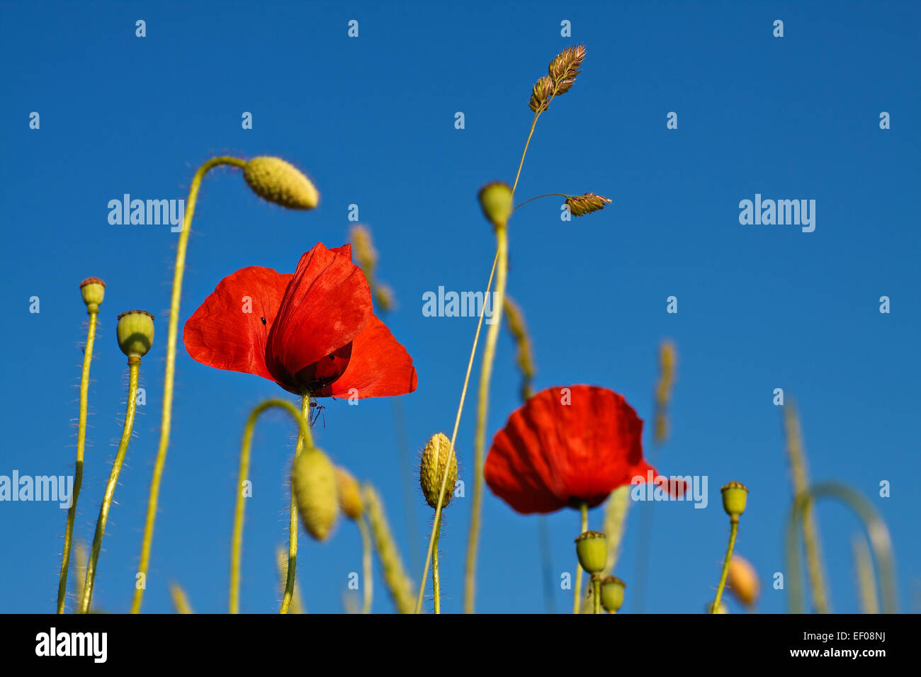 Coquelicot avec ciel bleu Banque D'Images