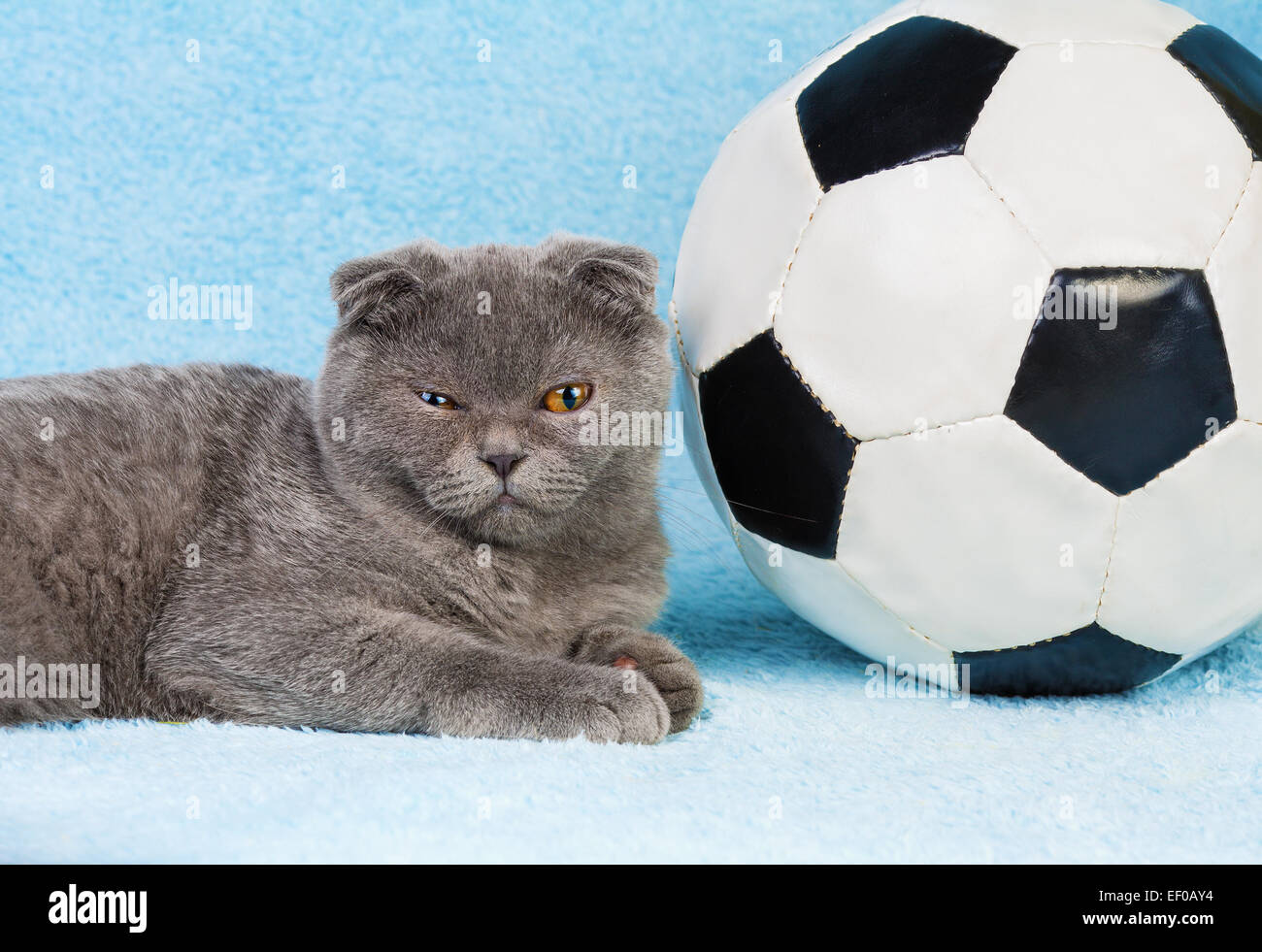 Mignon petit chaton Scottish Fold situé près de big foot Banque D'Images