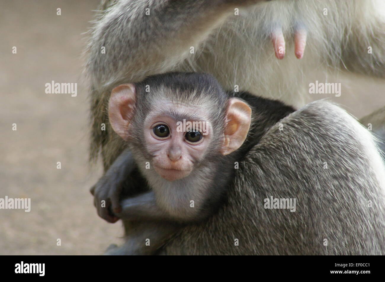 Bebe Singe Avec Sa Mere Photo Stock Alamy
