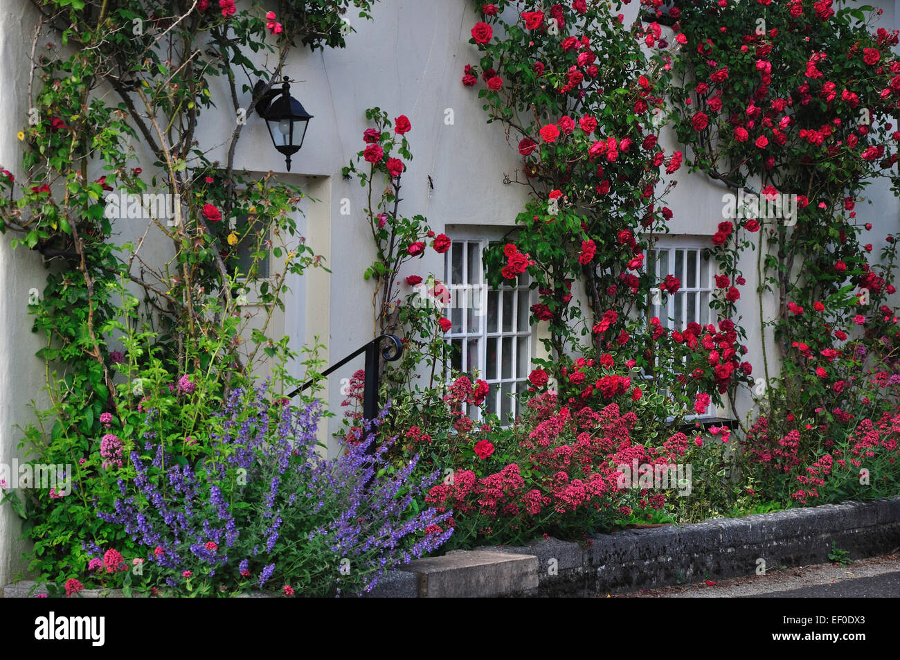 Un charmant cottage avec roses autour de la porte Dorset UK Banque D'Images