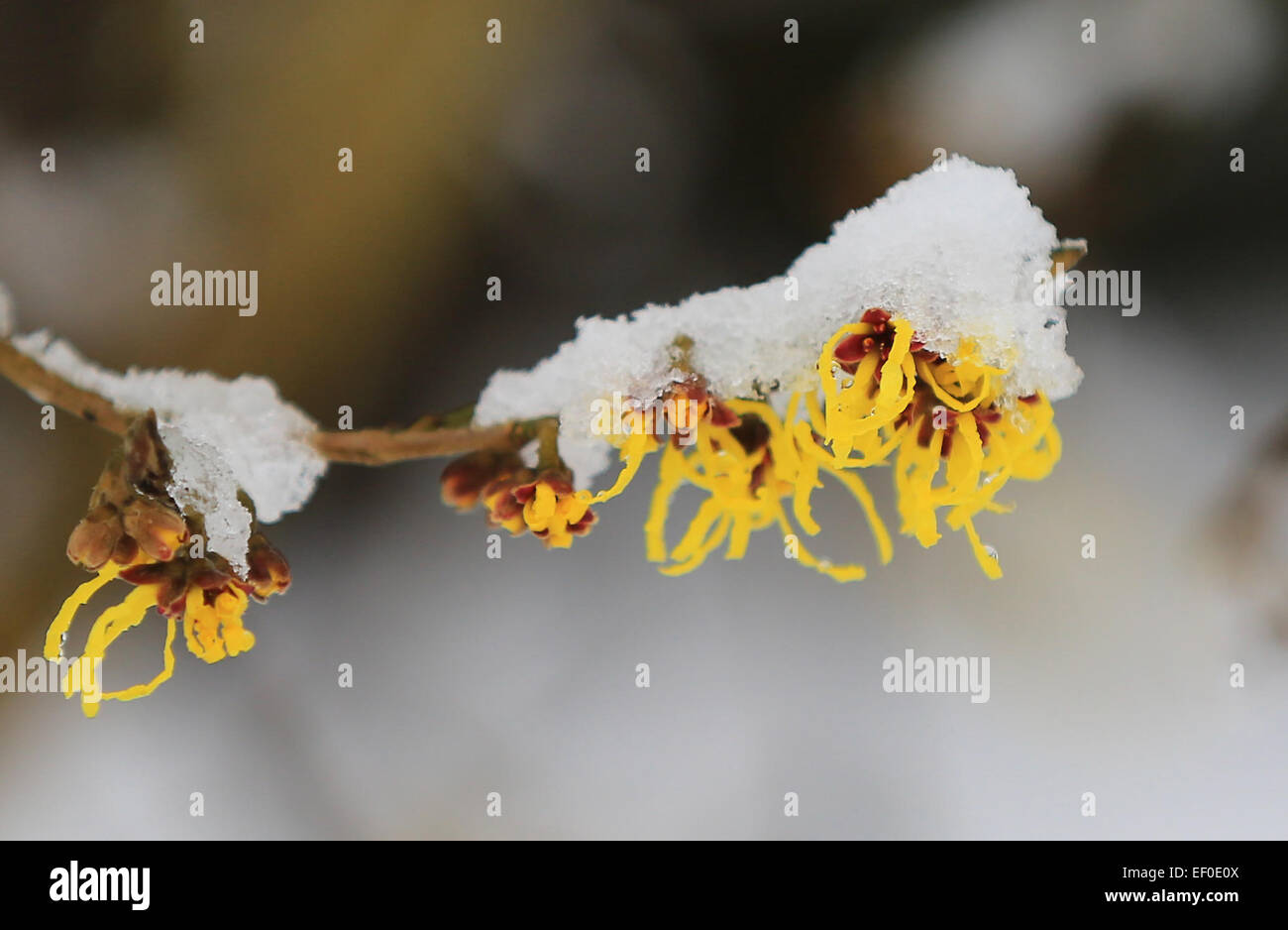 Recklinghausen, Allemagne. 24 Jan, 2015. La neige recouvre un Chinois l'hamamélis (Hamamelis mollis) à Recklinghausen, Allemagne, 24 janvier 2015. Quelques heures seulement après une forte chute de neige, la neige commence à fondre en Rhénanie du Nord-Westphalie. PHOTO : MARCEL KUSCH/dpa/Alamy Live News Banque D'Images
