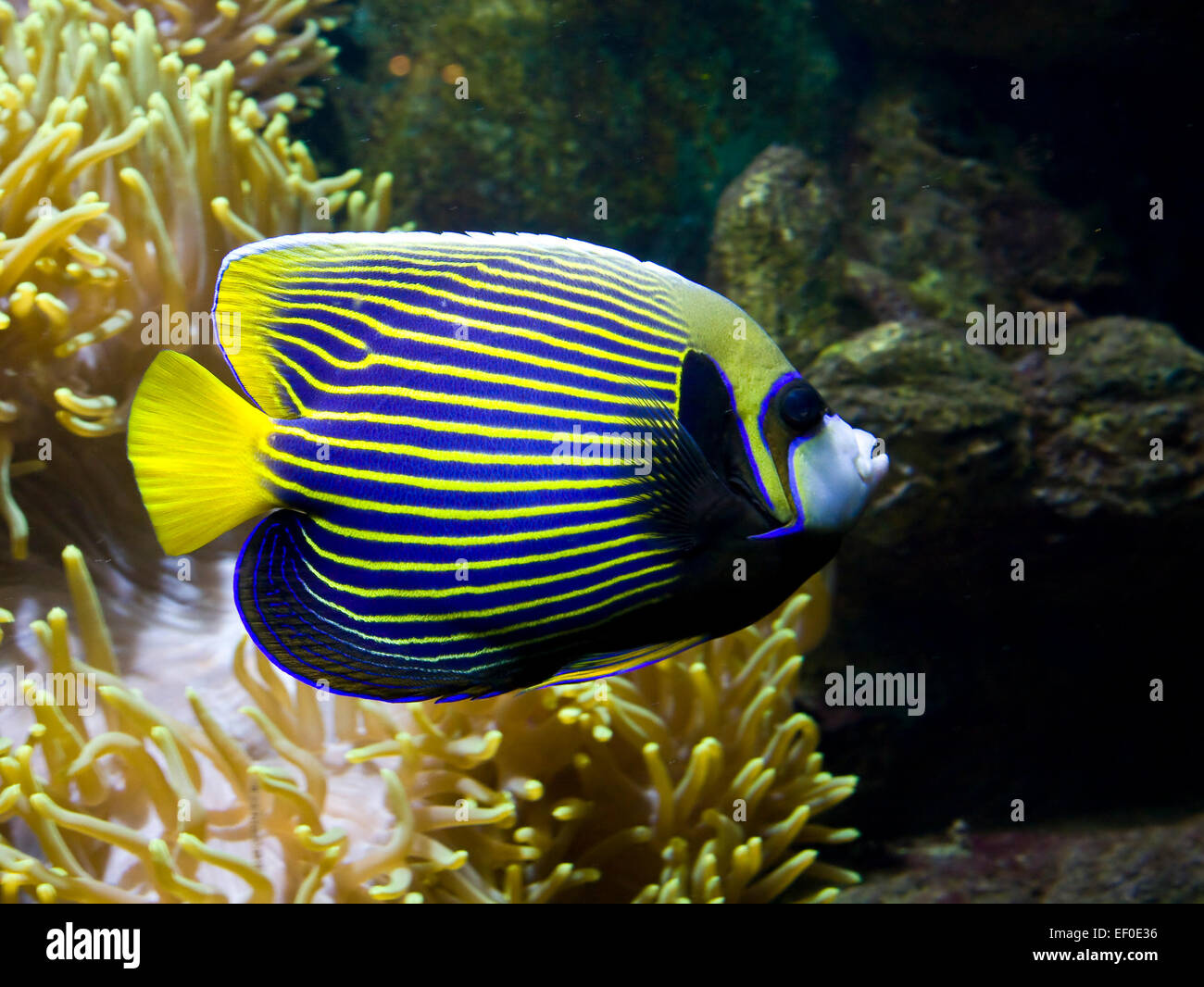 Poisson-ange poissons tropicaux, d'autres poissons nom-empereur Pomacanthus, nom latin, et d'autre nom, Actinia anémone de mer. Banque D'Images