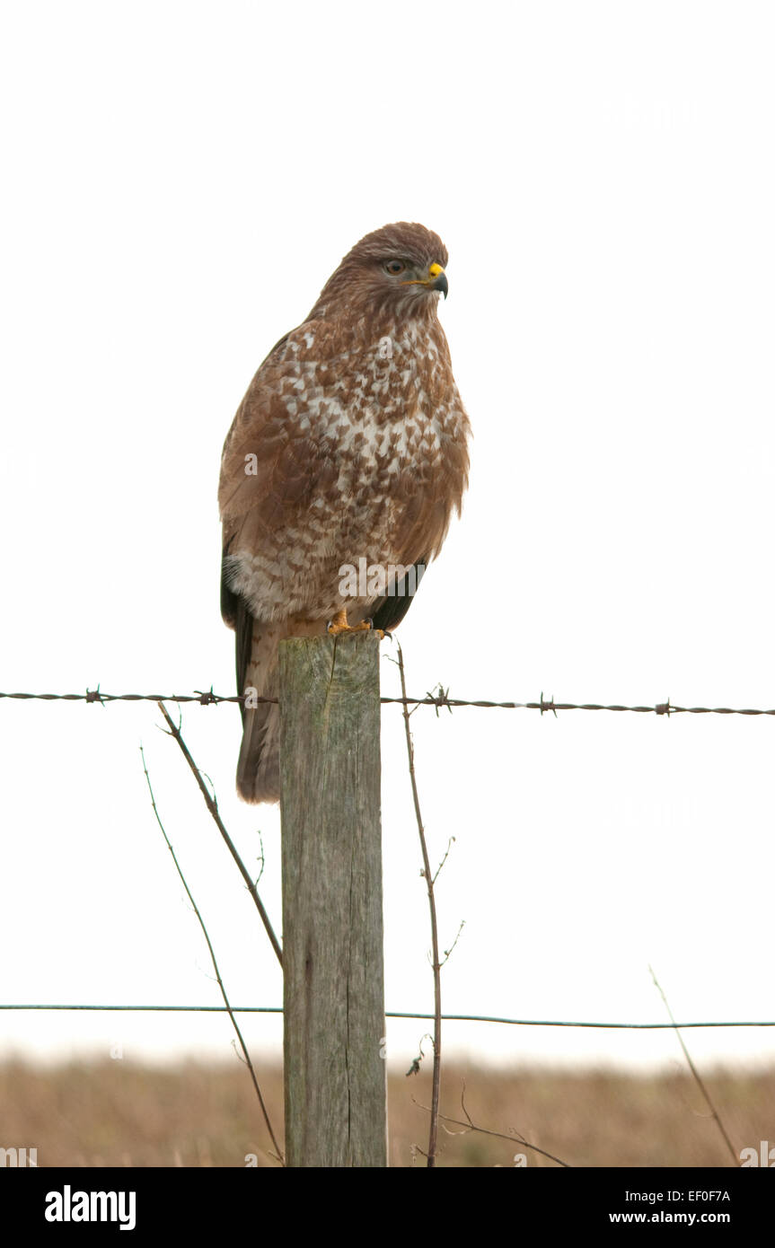 Percher sur Buzzard un piquet Banque D'Images