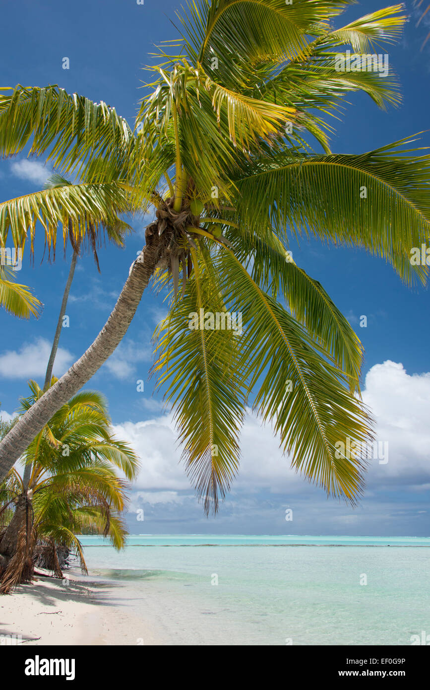 Les Îles Cook, Aitutaki (aka Araura). Un pied, une petite île 'motu' dans le sud-est de la lagune. Banque D'Images