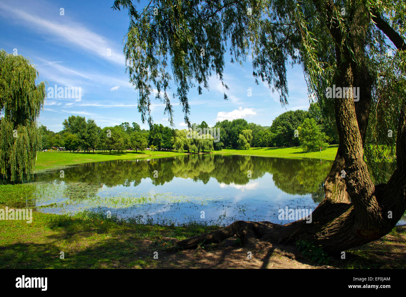 Étang d'été avec paysage saule pleureur arbre à otsiningo park de Binghamton, broome county région sud de l'état de New York aux États-Unis. Banque D'Images
