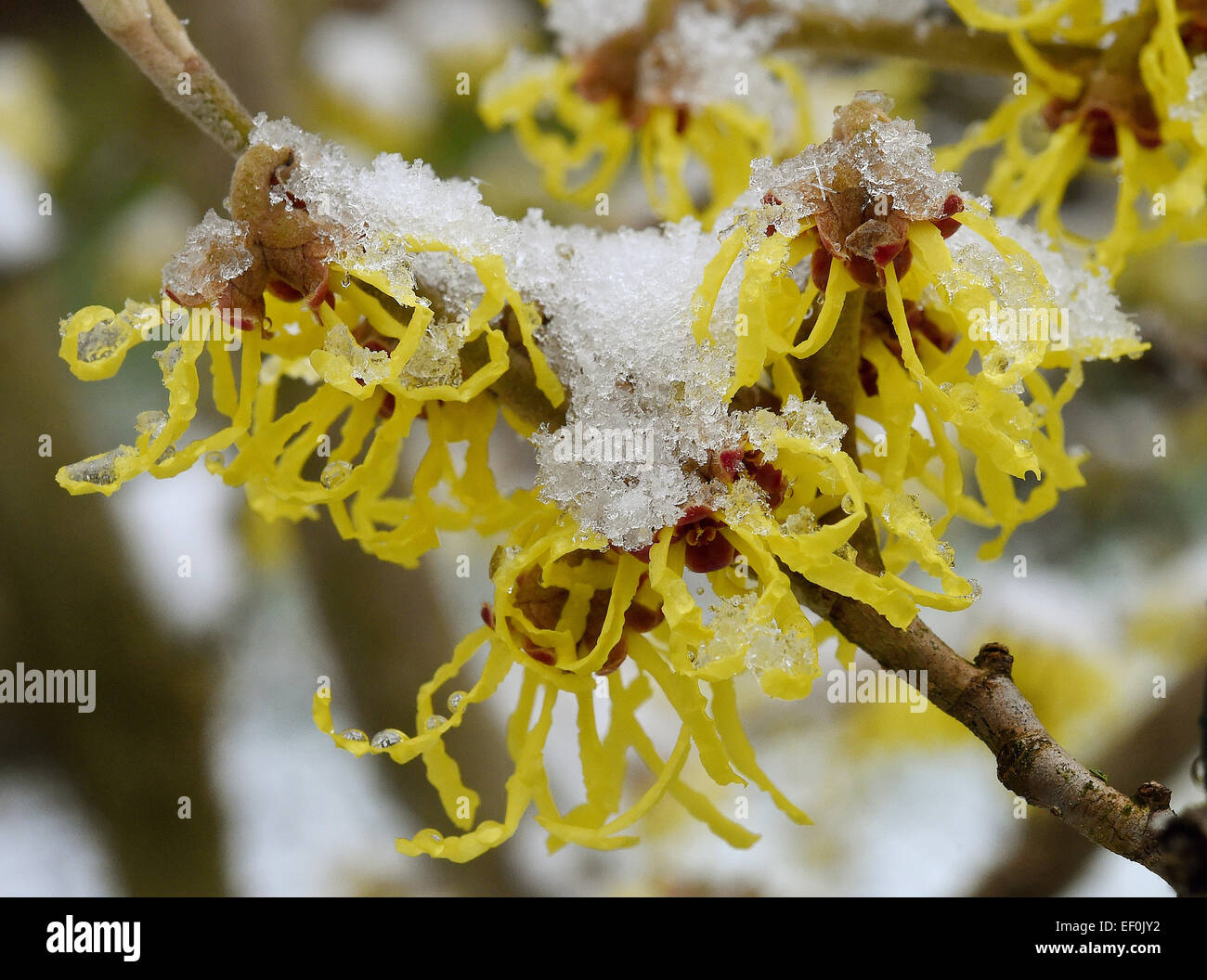 Recklinghausen, Allemagne. 24 Jan, 2015. La neige recouvre un Chinois l'hamamélis (Hamamelis mollis) à Recklinghausen, Allemagne, 24 janvier 2015. Selon les rapports, la neige et les températures glaciales de l'Allemagne permettra de surmonter les prochains jours. PHOTO : MARCEL KUSCH/dpa/Alamy Live News Banque D'Images