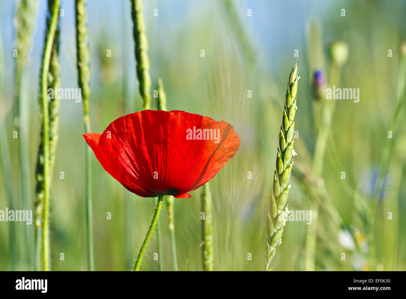 Un coquelicot dans la boîte de céréales. Banque D'Images