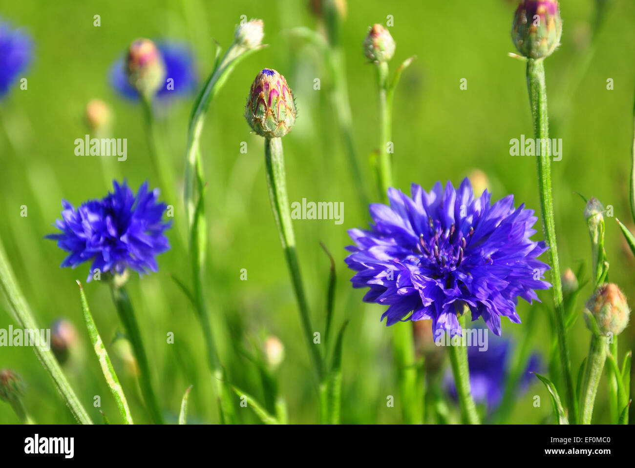 Jardin barbeaux Banque D'Images