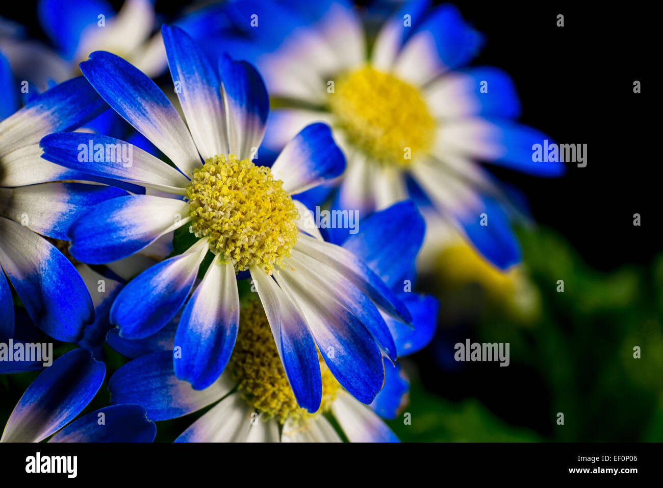 Détail d'une fleur en fleur. Banque D'Images
