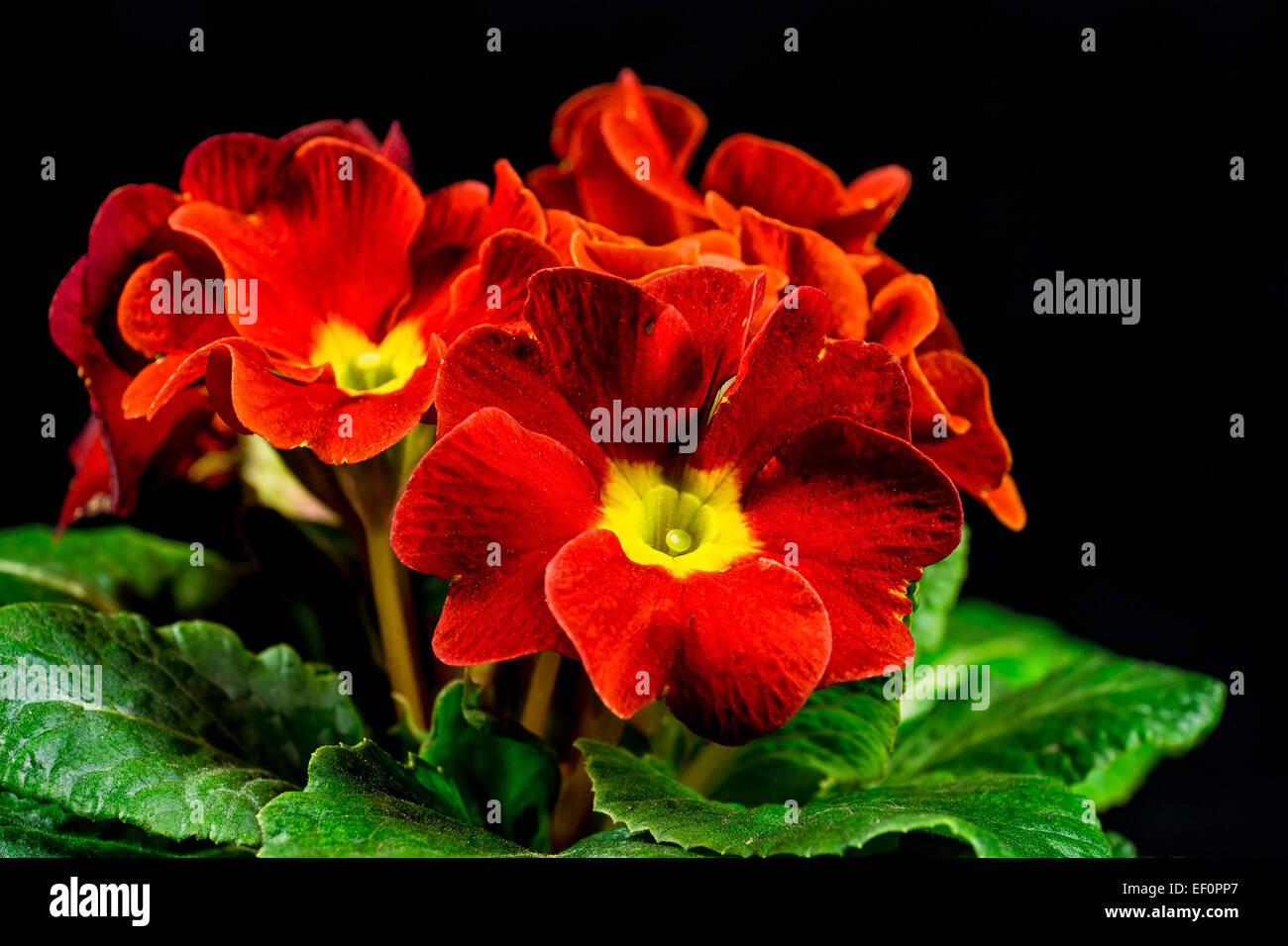 Détail d'une fleur en fleur. Banque D'Images