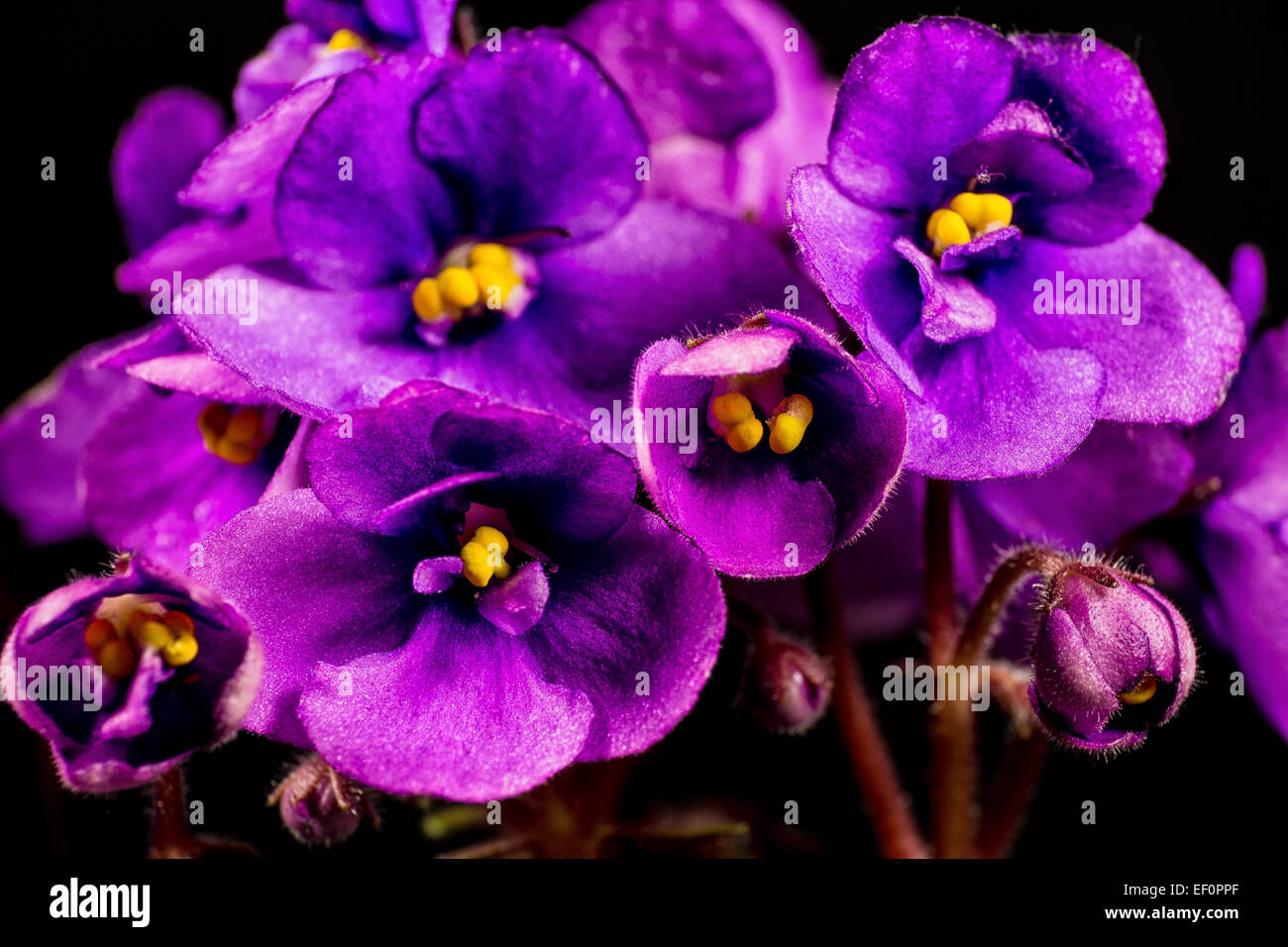 Détail d'une fleur en fleur. Banque D'Images