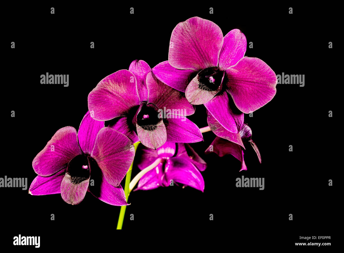 Détail d'une fleur en fleur. Banque D'Images