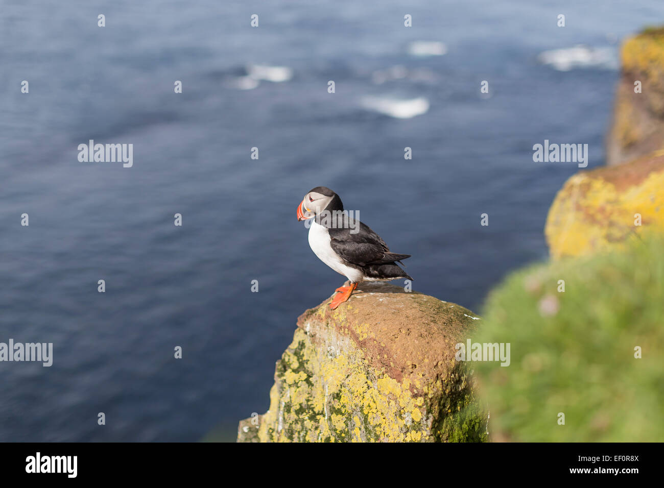 L'Islande Westfjords Látrabjarg macareux cliffs Banque D'Images