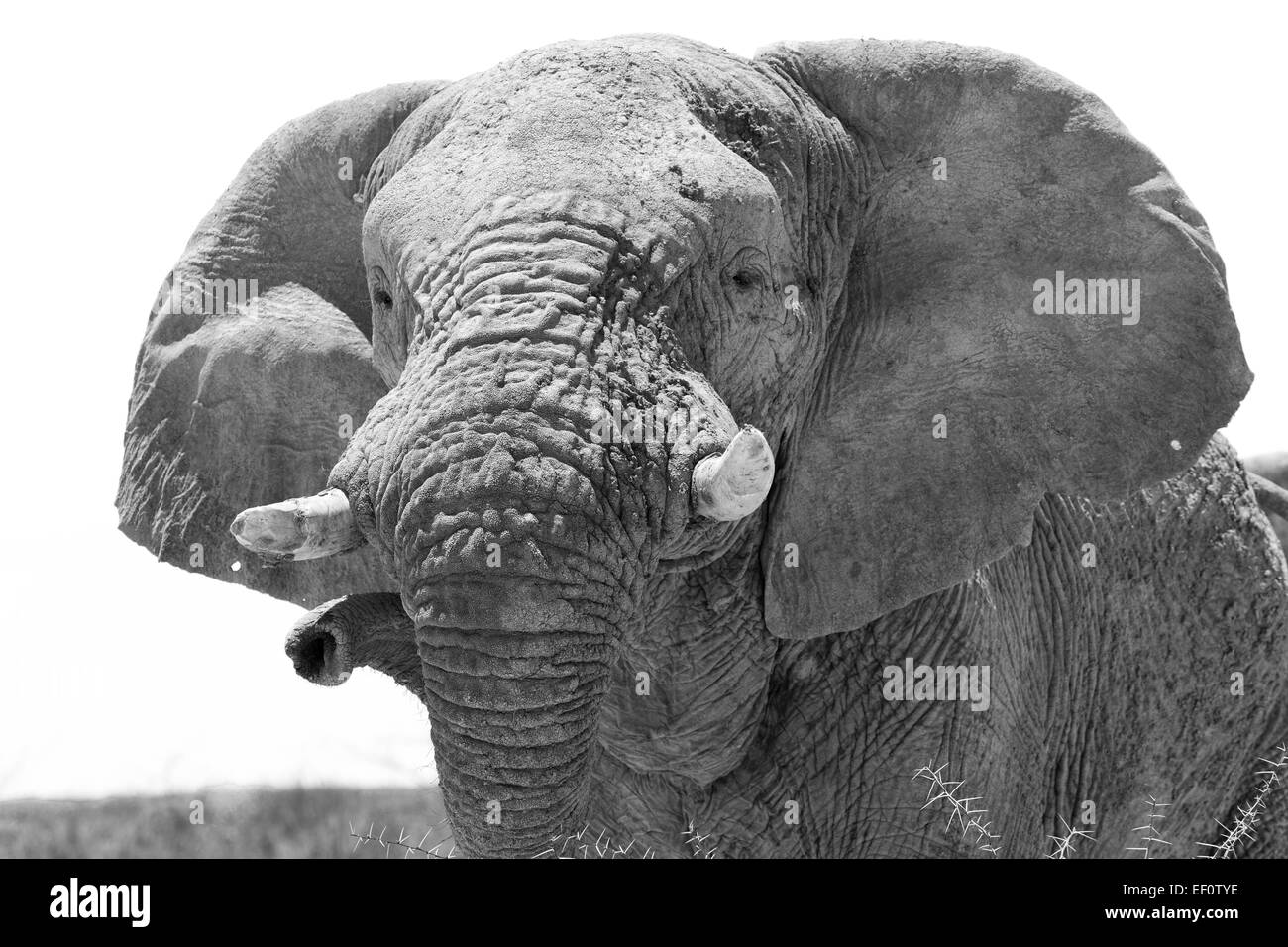 Old African Elephant bull portrait en noir et blanc Banque D'Images