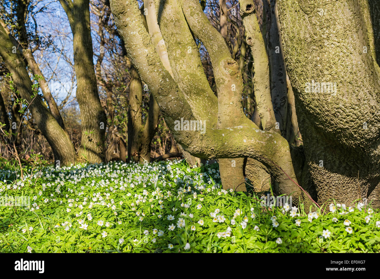 Les anémones dans la forêt. Banque D'Images