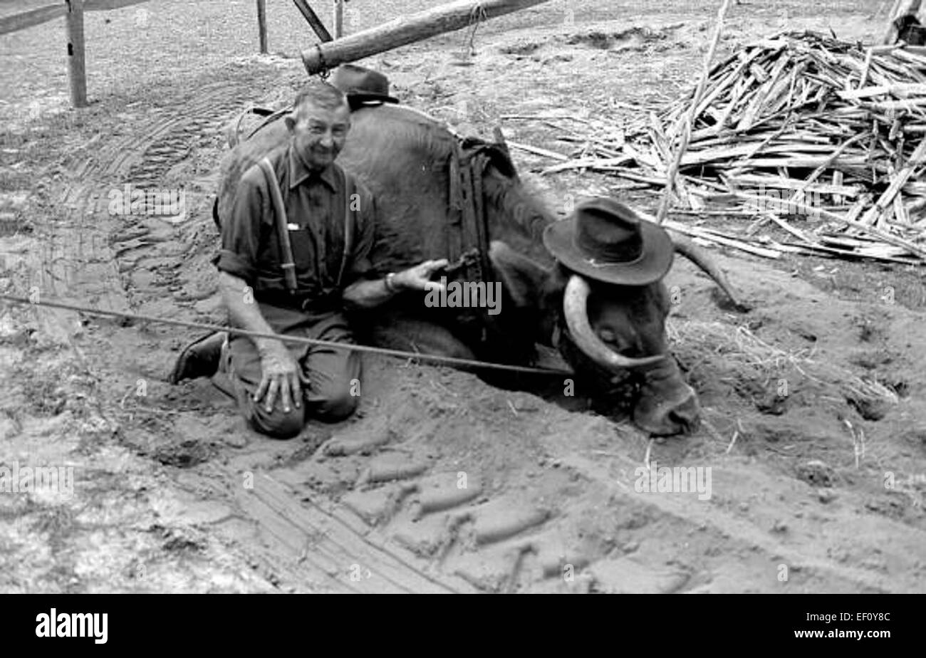 T.G. Mayo et Charlie Brown, un bœuf, sont représentés ensemble. Cette image met en évidence le rôle des animaux dans le travail agricole et leur importance dans la vie agricole rurale pendant cette période. Banque D'Images