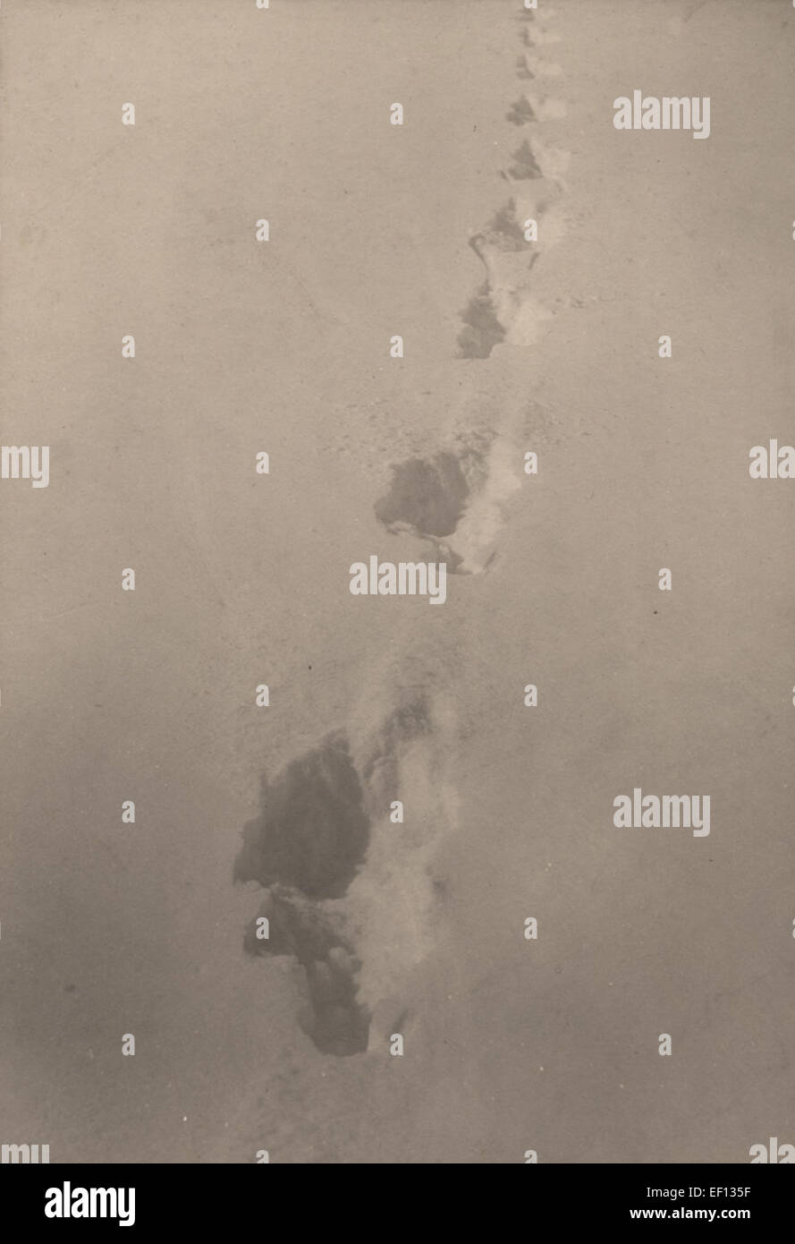 Des traces de loups sont visibles près du lac Jake, dans le parc Algonquin, mettant en valeur la présence de la faune dans ce parc national canadien. Les pistes offrent un aperçu du comportement et du mouvement des loups dans leur habitat naturel, bien que la date exacte reste inconnue. Banque D'Images