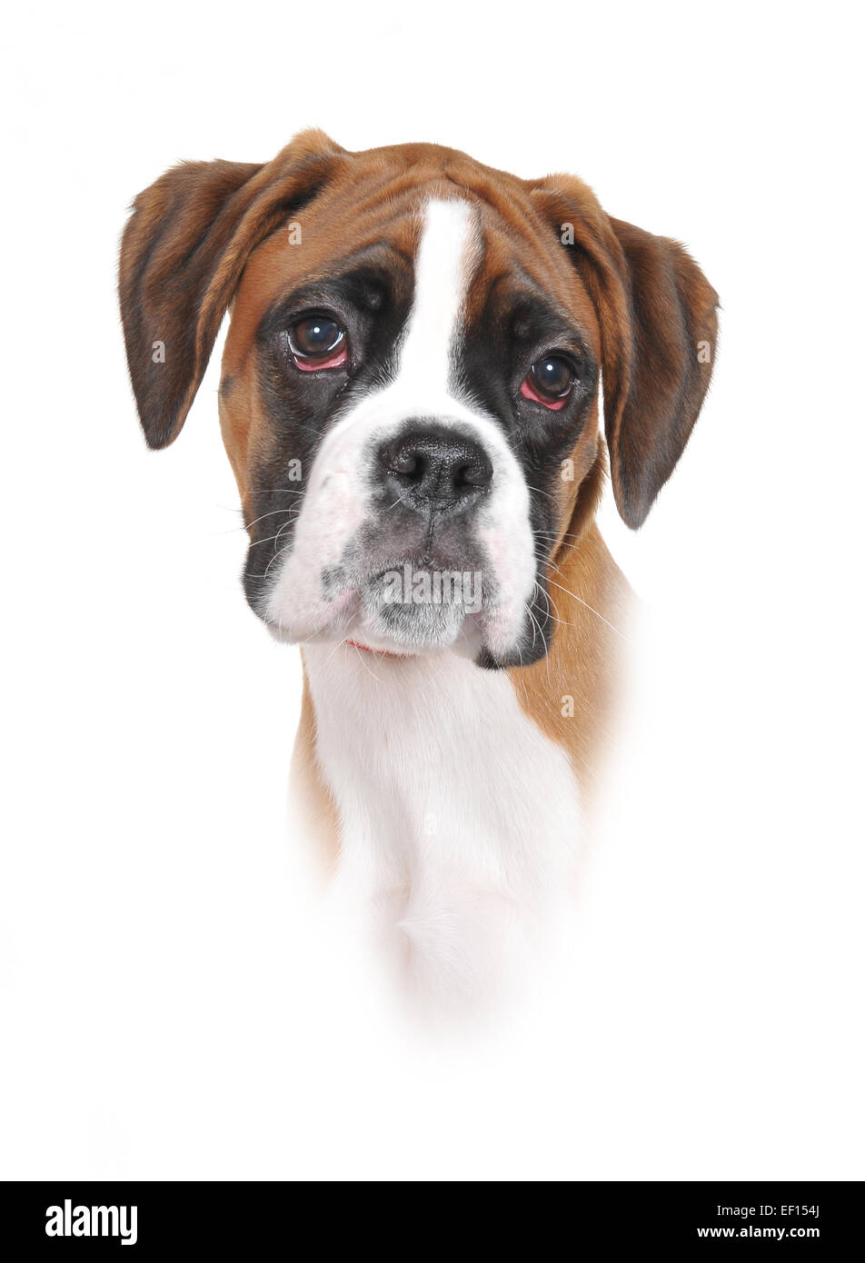 Studio image d'un jeune arbre chien Boxer. Banque D'Images