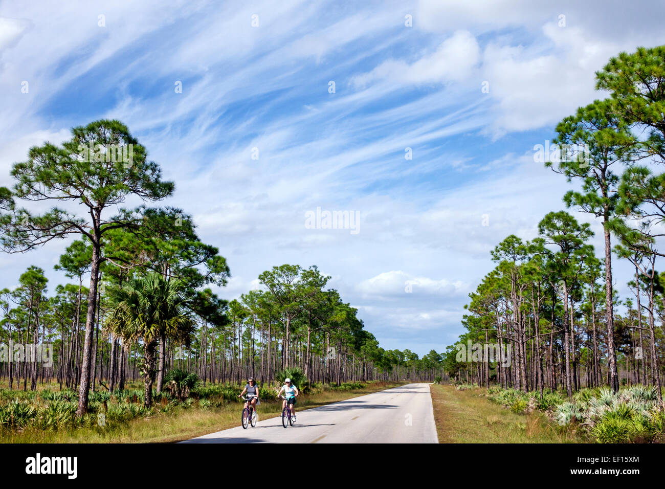 Hobe Sound Florida,Tequesta,Jonathan Dickinson State Park,nature,paysage naturel,pins,route,Park Drive,femme femmes,amis,vélo d'équitation b Banque D'Images
