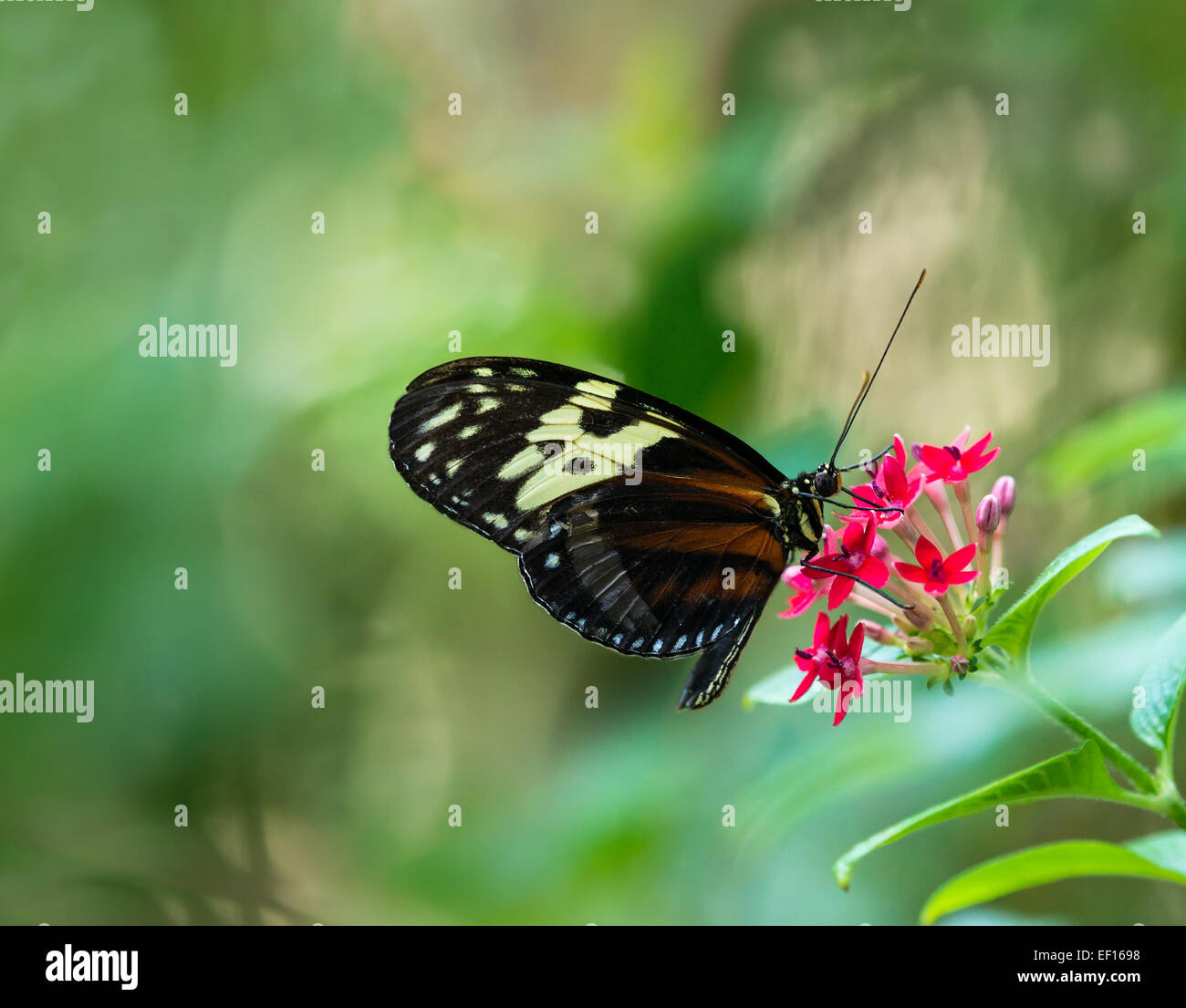 Tiger Longwing (papillon Heliconius hecale) se nourrissant de fleurs red star Banque D'Images