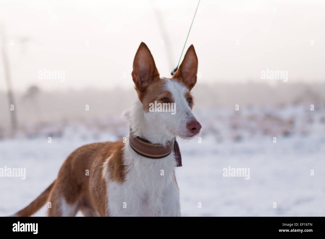 Portrait d'un Podenco à National Park Loonse en Drunense Duinen Banque D'Images