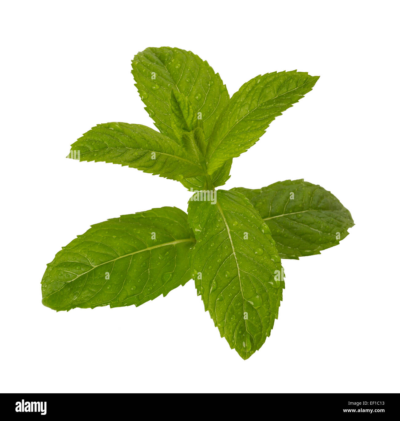 Feuilles de menthe humide Banque D'Images Feuilles de menthe humide Banque D'Images