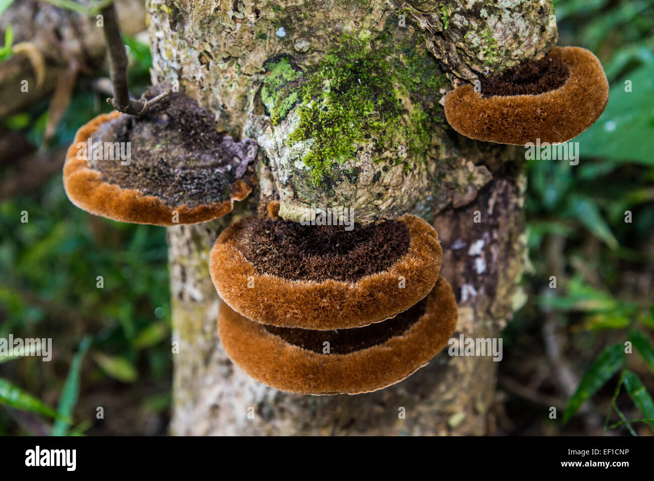 Champignons sauvages poussant sur tronc d'arbre. Belize, en Amérique centrale. Banque D'Images