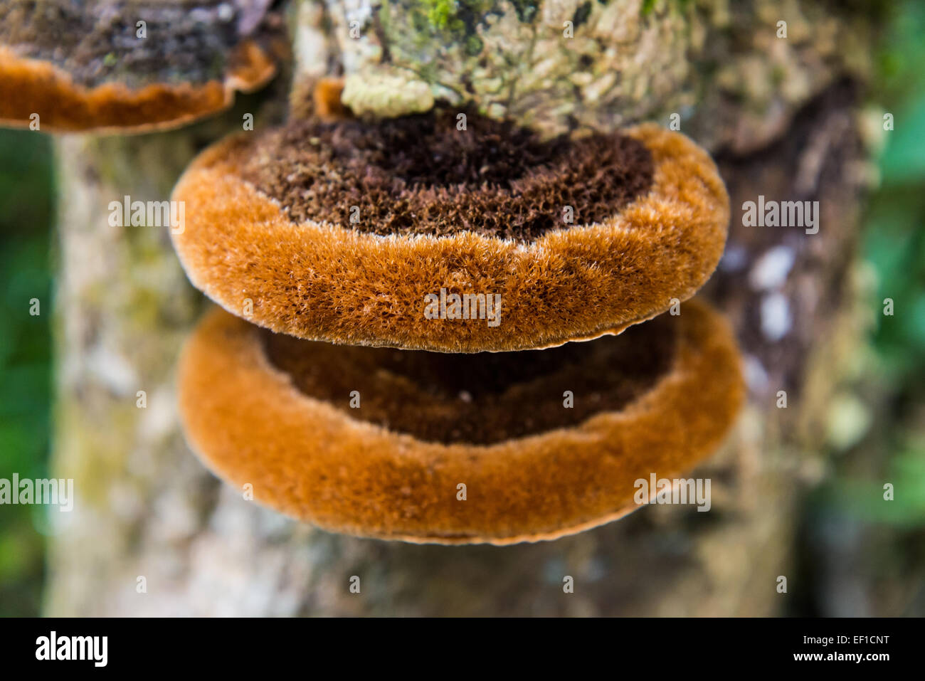 Champignons sauvages poussant sur tronc d'arbre. Belize, en Amérique centrale. Banque D'Images