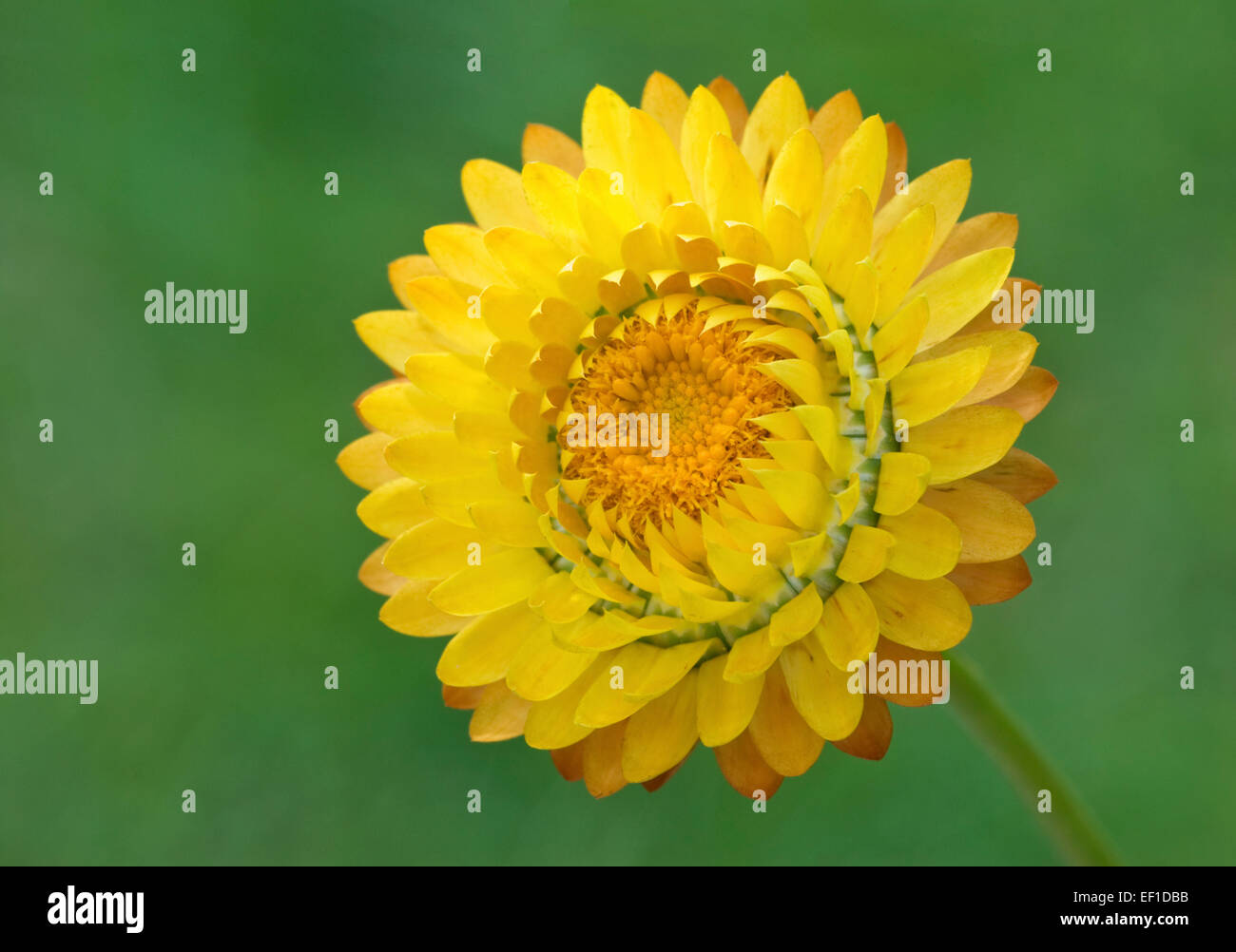 Helichrysum bracteatum Strawflower - jaune Banque D'Images