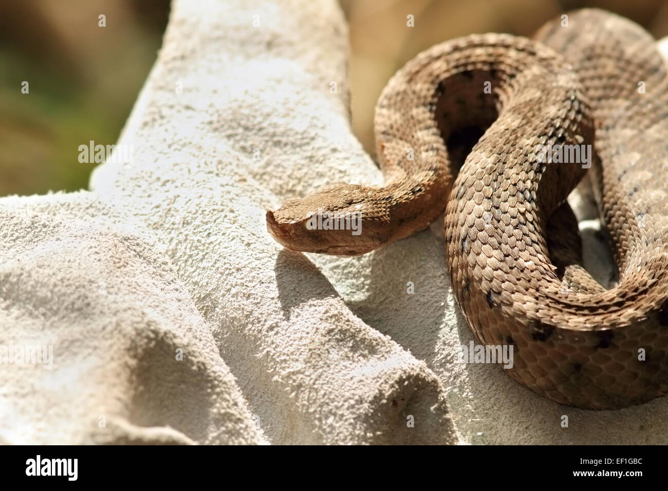Serpent européen dangereux closeup, tenant un herpétologiste Vipera ammodytes sur gant de protection en cuir Banque D'Images