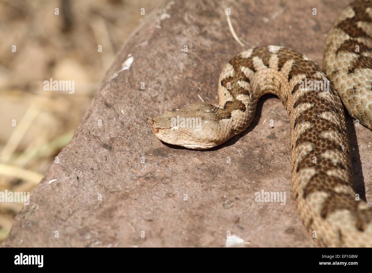 Grand Vipera ammodytes ('sand viper ) femme au soleil sur un rocher, c'est le plus dangereux et serpent venimeux de Eur Banque D'Images