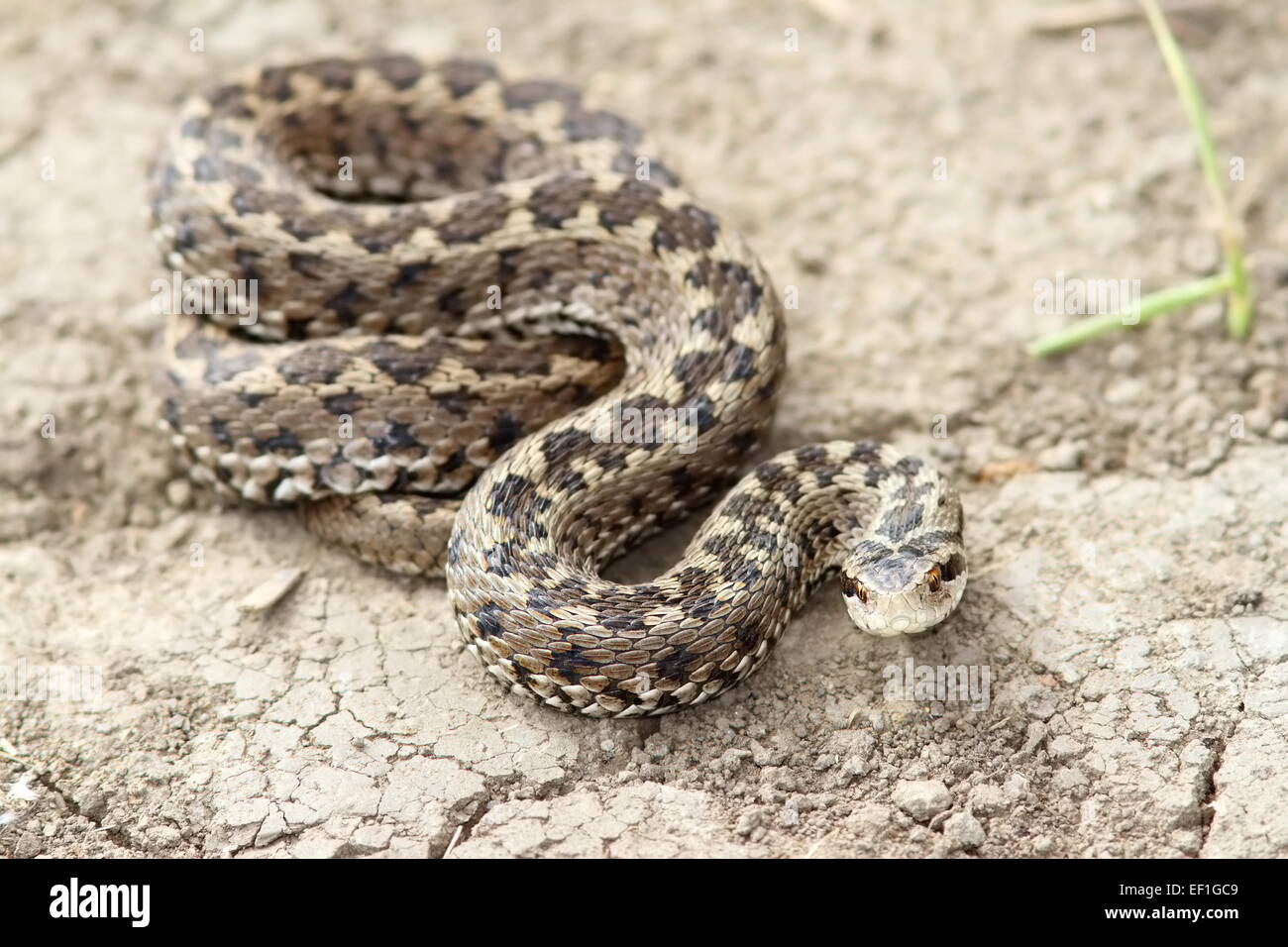 Adder Orsini ( Vipera ursinii ) debout sur le terrain Banque D'Images