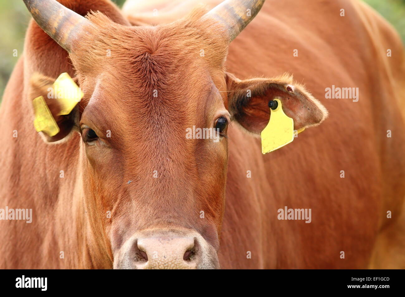 Portrait de gros zébu, image prise dans une ferme Banque D'Images