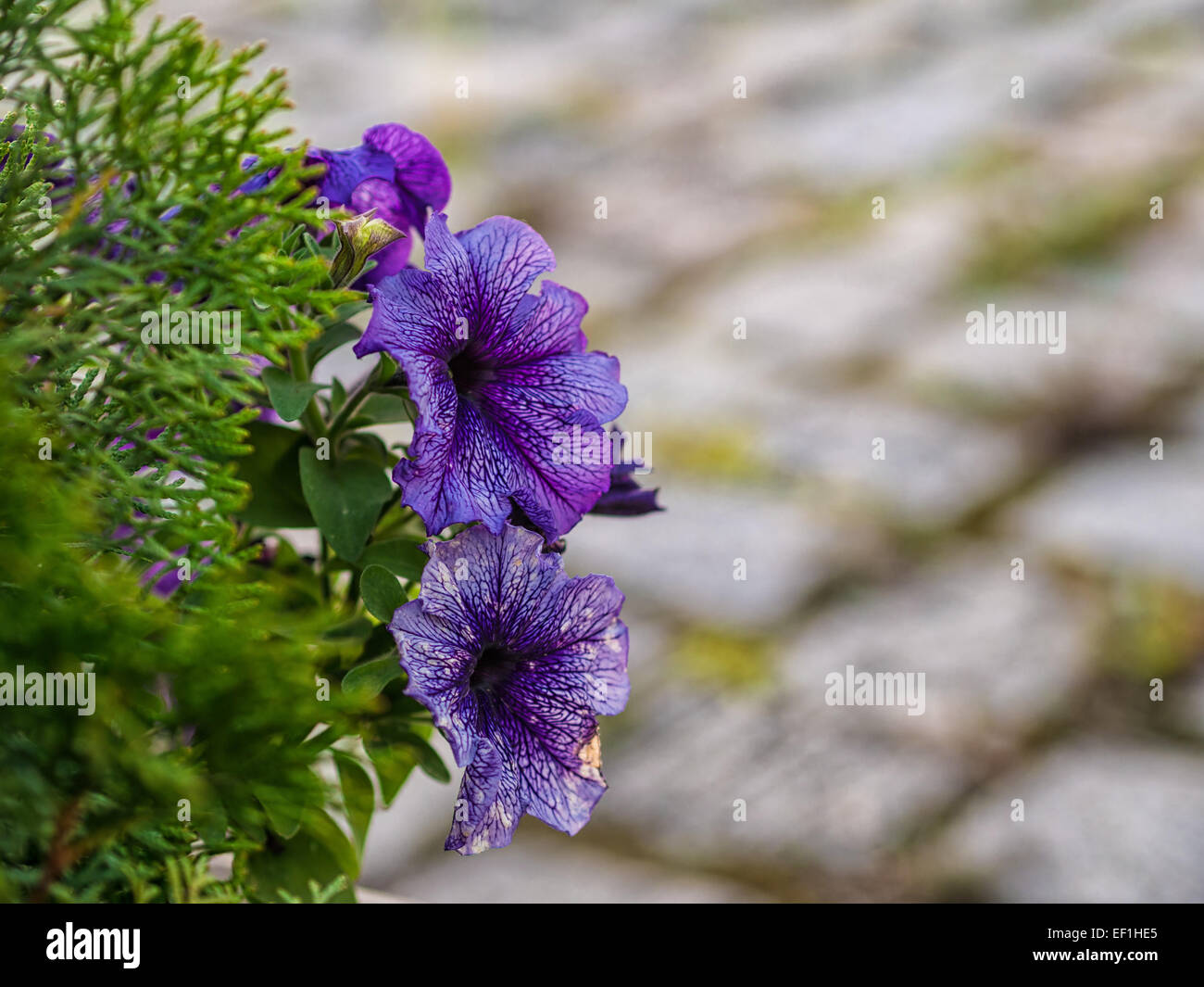 Des fleurs sur une rue. Banque D'Images