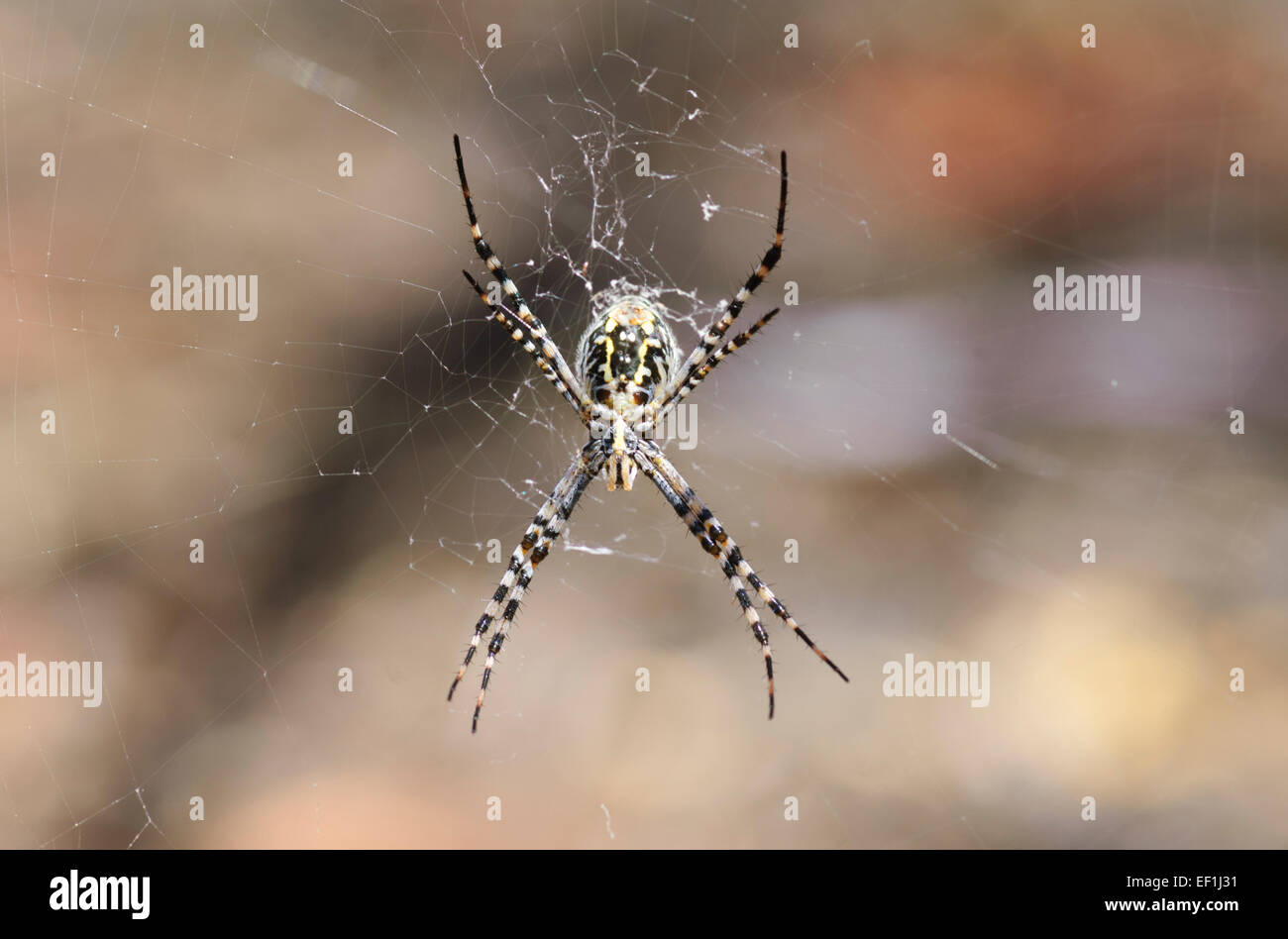St Andrew's Cross (Argiope keyserlingi araignée), Gluepot, Australie du Sud Banque D'Images