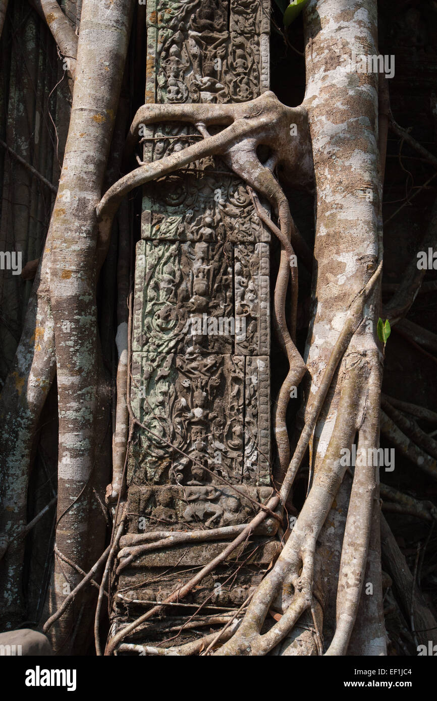 Racines de l'arbre d'exécution et d'autre d'une colonne sculptée à Beng Mealea Temple en ruines, au Cambodge Banque D'Images