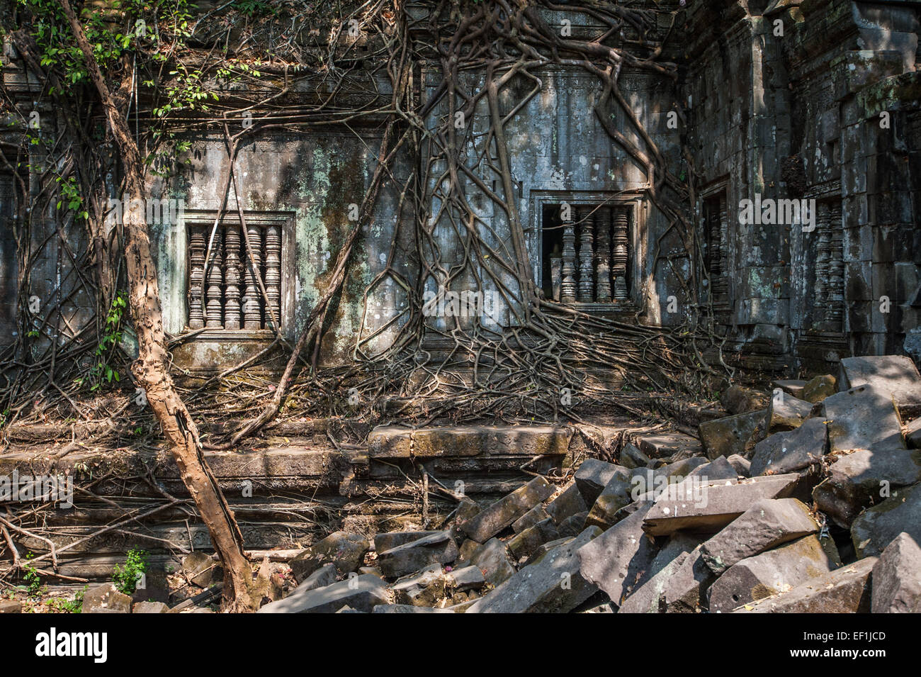 Schéma complexe de racines de l'arbre couvrant le mur du temple Beng Meala au temple, ruiend Banque D'Images