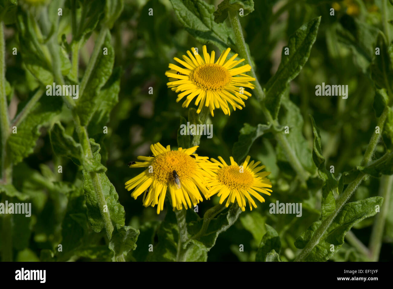 Fleurs jaunes de vergerette, pulicaria dysenterica commun, Berkshire, août Banque D'Images