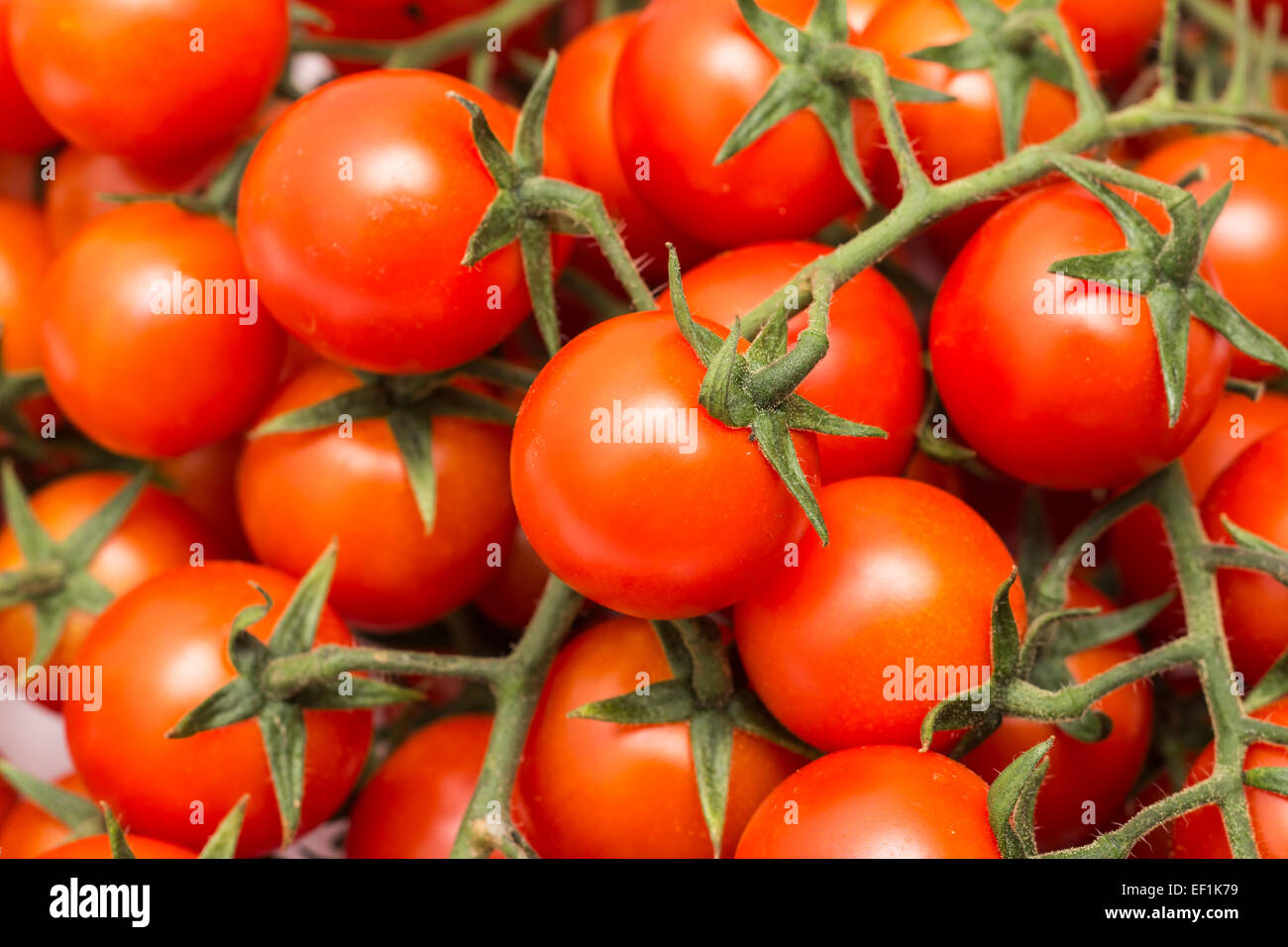 Tomates cerises rouges sur vigne verte Banque D'Images