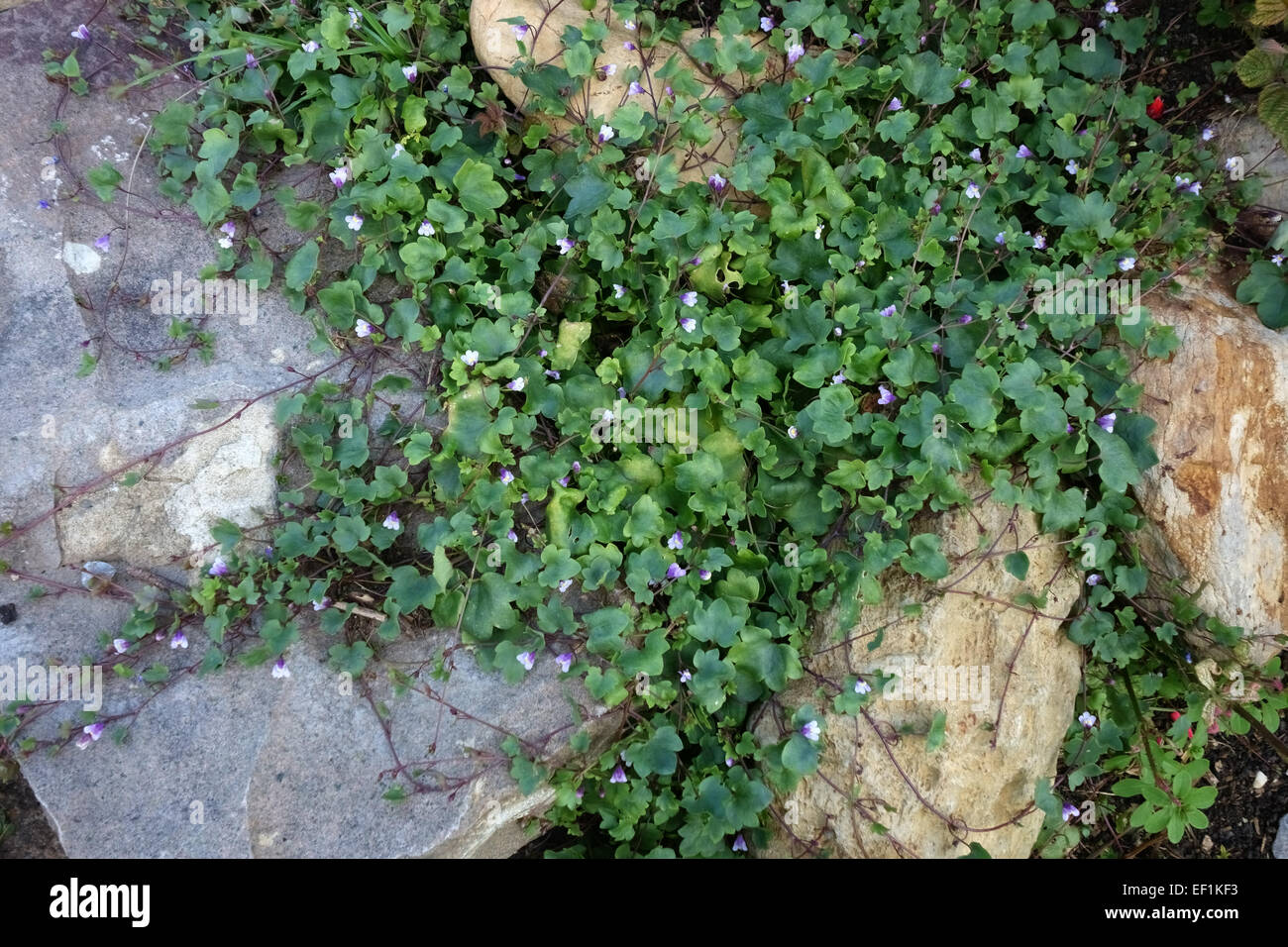 Linaire à feuilles de lierre, Cymbalaria muralis, plantes de rocaille plus rampante des pierres dans un jardin de Berkshire, Août Banque D'Images